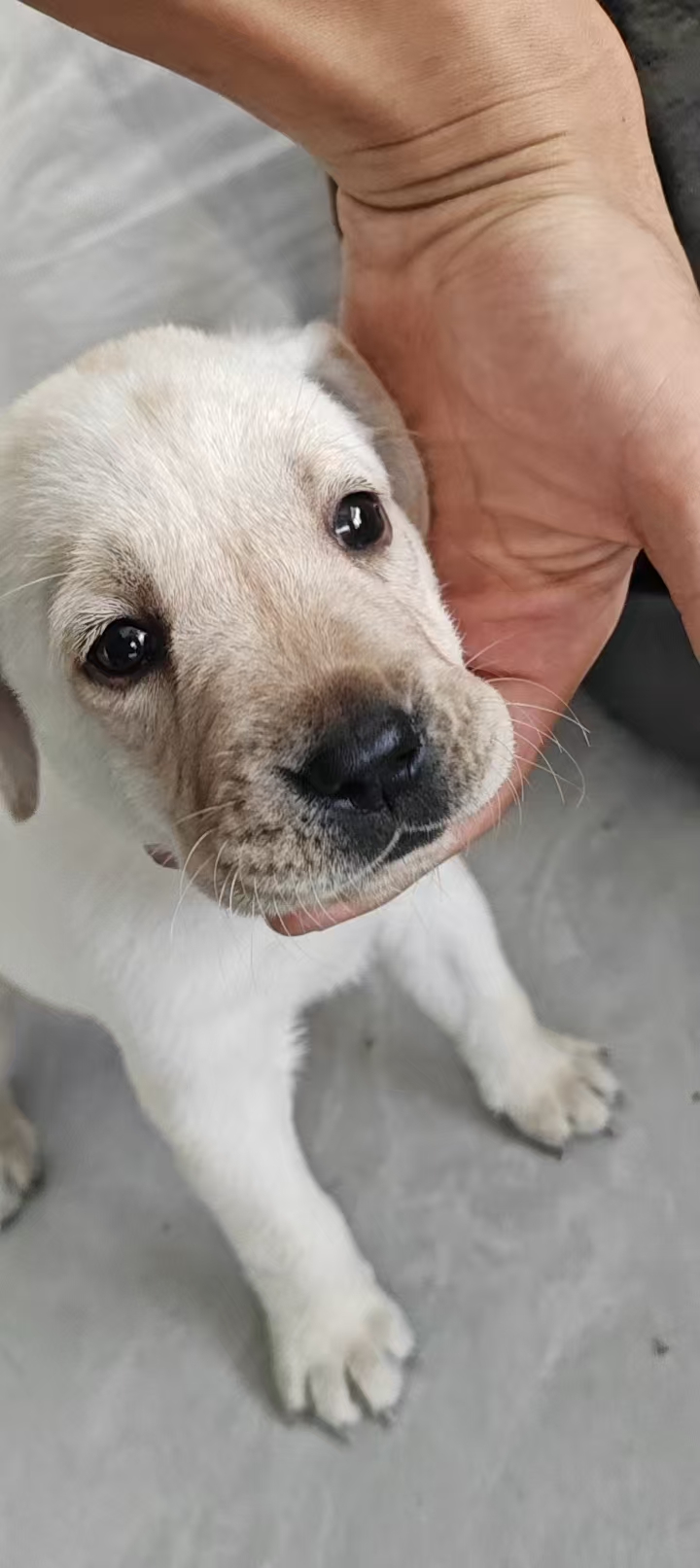 拉布拉多幼犬转让，家里不让养了，公，三个月以下，已经接种狂犬疫苗，健康活